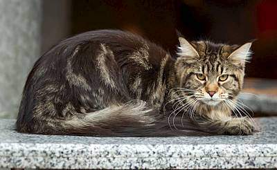 1600 X 984 161.2 Kb 1600 X 1191 153.7 Kb  - 'Aurum Beauty'. 'J'..