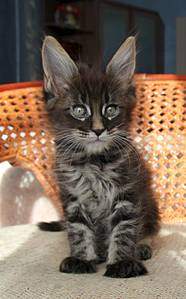 993 X 1599 127.5 Kb  - 'Aurum Beauty'. 'J'..