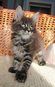 1016 X 1600 179.7 Kb 993 X 1599 127.5 Kb  - 'Aurum Beauty'. 'J'..