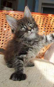 312 X 500  25.2 Kb 1016 X 1600 179.7 Kb 993 X 1599 127.5 Kb  - 'Aurum Beauty'. 'J'..