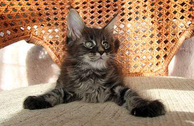 1599 X 1044 207.5 Kb 312 X 500  25.2 Kb 1016 X 1600 179.7 Kb 993 X 1599 127.5 Kb  - 'Aurum Beauty'. 'J'..