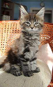 978 X 1600 192.0 Kb 978 X 1600 192.0 Kb 1000 X 1600 181.5 Kb  - 'Aurum Beauty'. 'J'..