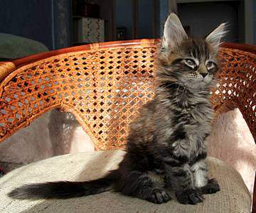 1600 X 1330 243.3 Kb 978 X 1600 192.0 Kb 978 X 1600 192.0 Kb 1000 X 1600 181.5 Kb  - 'Aurum Beauty'. 'J'..