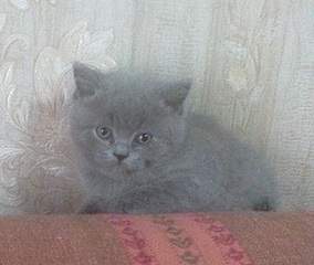 300 X 253  38.2 Kb 410 X 285  45.3 Kb  