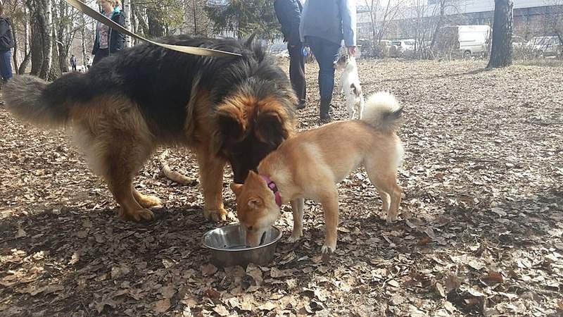 807 X 454 133.9 Kb 19 апреля Выставка собак Чемпионат РКФ