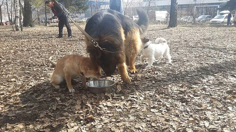 807 X 454 153.5 Kb 807 X 454 143.6 Kb 807 X 454 143.5 Kb 807 X 454 133.9 Kb 19 апреля Выставка собак Чемпионат РКФ