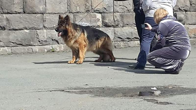 807 X 454 83.9 Kb 19 апреля Выставка собак Чемпионат РКФ