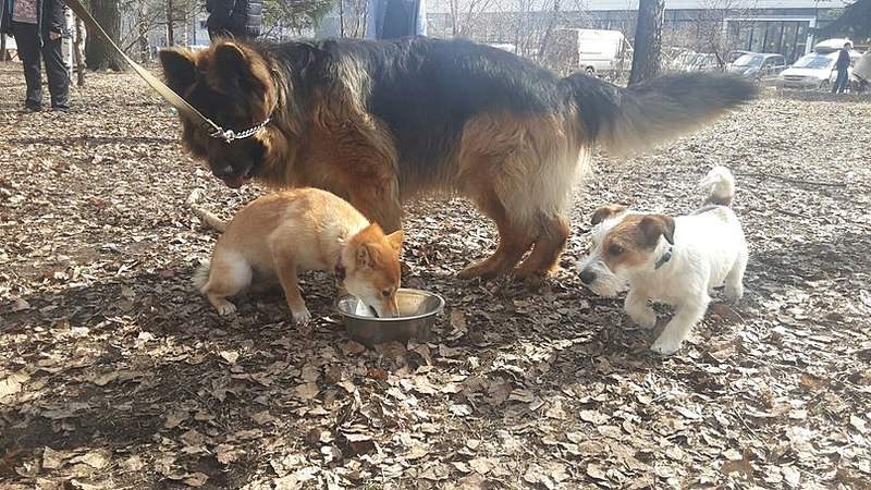 807 X 454 143.6 Kb 19 апреля Выставка собак Чемпионат РКФ