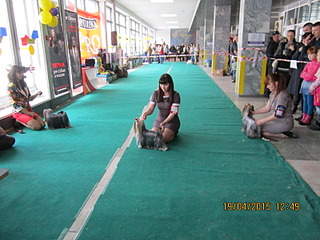 1600 X 1200 537.7 Kb 19 апреля Выставка собак Чемпионат РКФ