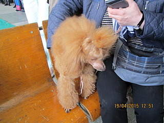 1600 X 1200 505.9 Kb 1600 X 1200 497.6 Kb 19 апреля Выставка собак Чемпионат РКФ