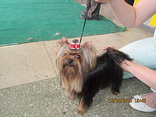 1600 X 1200 503.4 Kb 1600 X 1200 505.9 Kb 1600 X 1200 497.6 Kb 19 апреля Выставка собак Чемпионат РКФ