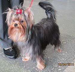 1115 X 1067 280.3 Kb 19 апреля Выставка собак Чемпионат РКФ