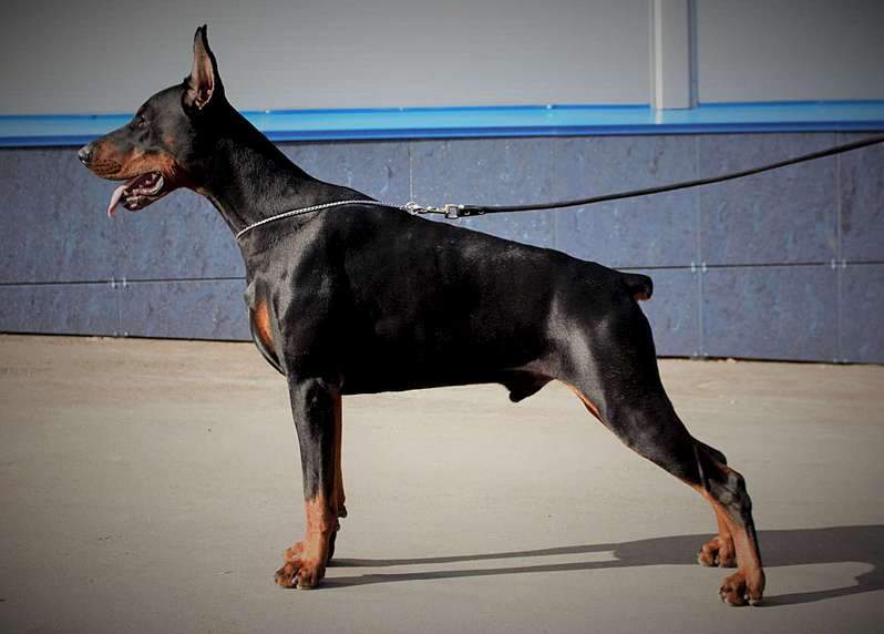 1920 X 1375 150.3 Kb 1920 X 1308 180.5 Kb 19 апреля Выставка собак Чемпионат РКФ