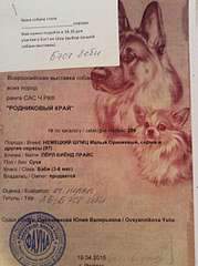 1936 X 2592 411.2 Kb 19 апреля Выставка собак Чемпионат РКФ