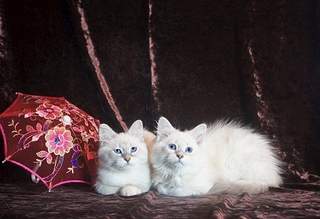 618 X 423 152.2 Kb 640 X 425 171.8 Kb 640 X 425 159.8 Kb Питомник невских маскарадных кошек 'Страна Сибирия'. СКАЗОЧНЫЕ КОТЯТА ДЛЯ ВАС :)