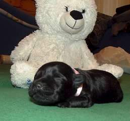 1920 X 1780 224.6 Kb   - .