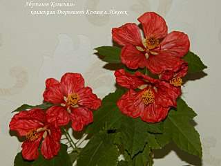 1280 X 960 149.6 Kb Выставка-продажа редких комнатных растений в Ижевске (25-26 апреля, Цирк ).