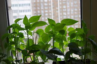 1920 X 1275 211.6 Kb  - , , , , -.