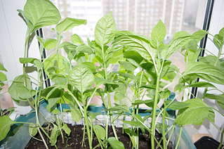 1920 X 1275 277.4 Kb 1920 X 1275 211.6 Kb  - , , , , -.