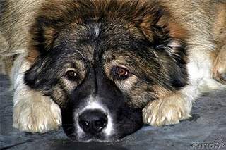 510 X 340  59.4 Kb !     