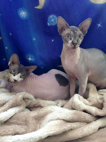 1080 X 1440 121.8 Kb ^~^ Канадский Сфинкс ^~^ Элитные кошки- для ценителей Шика !