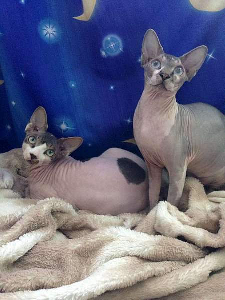 1080 X 1440 128.0 Kb 1080 X 1440 121.8 Kb ^~^ Канадский Сфинкс ^~^ Элитные кошки- для ценителей Шика !