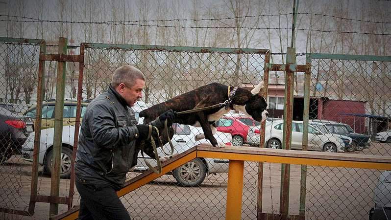 1920 X 1081 302.4 Kb 1762 X 1229 729.4 Kb 1920 X 1359 399.1 Kb 1957 X 1365 848.3 Kb Боксёры....у нас появились первые детишки.
