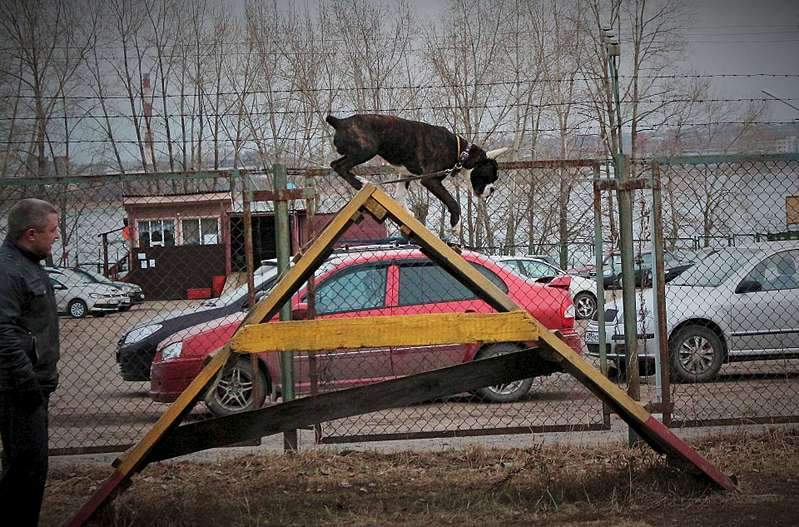 1920 X 1266 390.2 Kb Боксёры....у нас появились первые детишки.