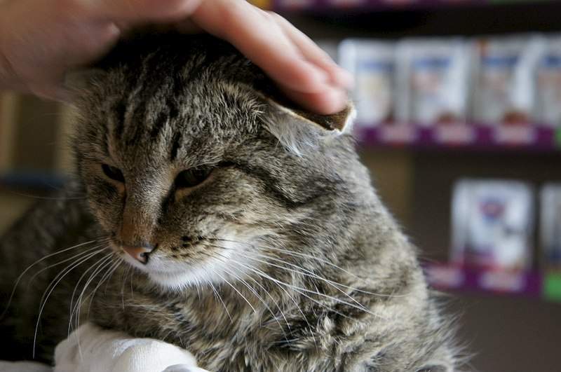 1280 X 850 176.7 Kb Кот Мишенька. Оперировать нельзя ампутировать.