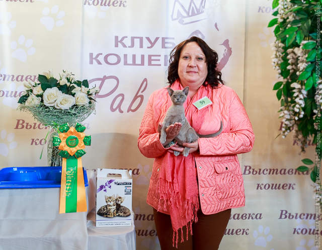 640 x 497 БУРМЫ- шелковые пантеры. Питомник бурманских кошек 'NATIZE'. Бурмики ждут Вас !
