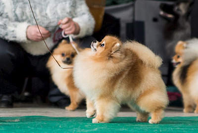 1930 X 1300 211.0 Kb 19     