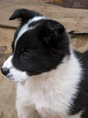 768 X 1024 98.8 Kb Sos sos ������� ���� ����� ������ ����� ��� ��� ���� �� ����������