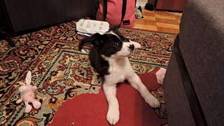 1920 X 1080 231.6 Kb Sos sos ������� ���� ����� ������ ����� ��� ��� ���� �� ����������