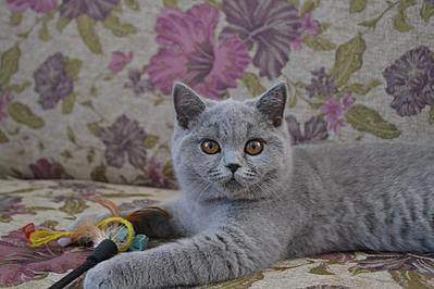 960 X 640 74.7 Kb Питомник'Gem Sweet'.Любимые британские плюшки. Есть британские голубоглазые котята !