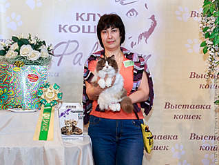 640 X 482 317.4 Kb Длинношерстные бриташки и компания!