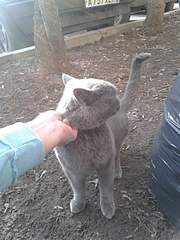 1920 X 2560 457.7 Kb 1920 X 2560 657.9 Kb  ,    ( - )