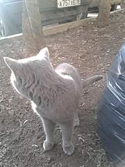 1920 X 2560 450.6 Kb 1920 X 2560 457.7 Kb 1920 X 2560 657.9 Kb  ,    ( - )