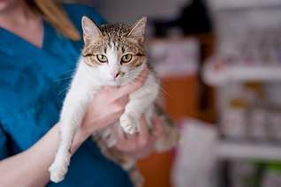 807 X 537  44.5 Kb 807 X 537  52.8 Kb ,         !    !