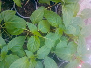 1920 X 1440 167.1 Kb 1920 X 2560 777.0 Kb    