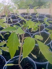 1920 X 2560 516.0 Kb    