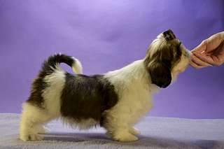 1920 X 1280 164.9 Kb  -