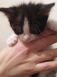 1920 X 2560 201.1 Kb 604 X 453 57.1 Kb 604 X 453 61.2 Kb Прошу помощи с оплатой передержки!