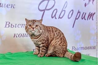 604 X 403 49.8 Kb вязка с британским котом