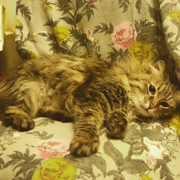 1152 X 1152 432.4 Kb  ,   ,   