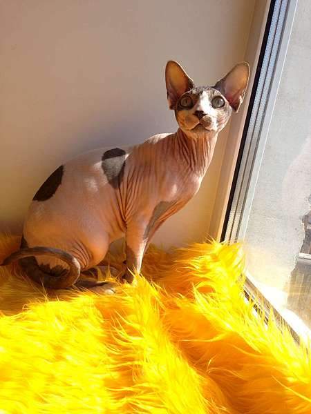 1080 X 1440 110.0 Kb  !   10 000 .