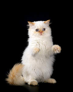 721 X 905 116.7 Kb Питомник'Gem Sweet'.Любимые британские плюшки. Есть британские голубоглазые котята !
