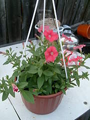 1536 X 2048 264.3 Kb    .