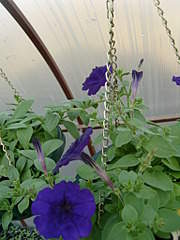 1536 X 2048 251.2 Kb 1536 X 2048 322.6 Kb 1536 X 2048 264.3 Kb    .