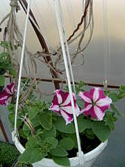 1536 X 2048 288.0 Kb 1536 X 2048 251.2 Kb 1536 X 2048 322.6 Kb 1536 X 2048 264.3 Kb    .