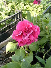 1536 X 2048 325.3 Kb 1536 X 2048 288.0 Kb 1536 X 2048 251.2 Kb 1536 X 2048 322.6 Kb 1536 X 2048 264.3 Kb    .